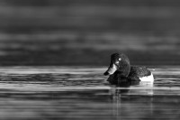 Pleasley Pit Country Park